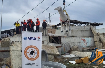 Afetlerde Sessiz Canlar Unutulmadı: Uluslararası "RESQ-ANIMALS" Projesi Başladı