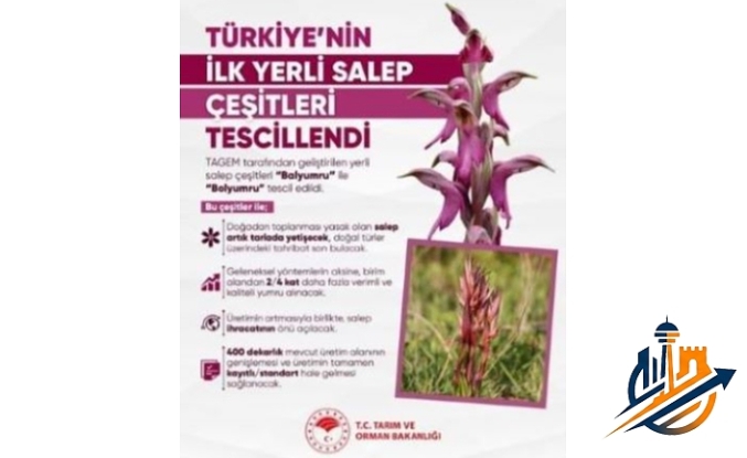 Türkiye’den Tarımda Tarihi Devrim: İlk Yerli Salep Çeşitleri "Balyumru" ve "Bolyumru" Tescillendi!